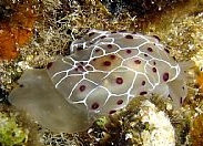Photo: B.&S. Koretz; Eilat, Feb 2006. click for a larger picture